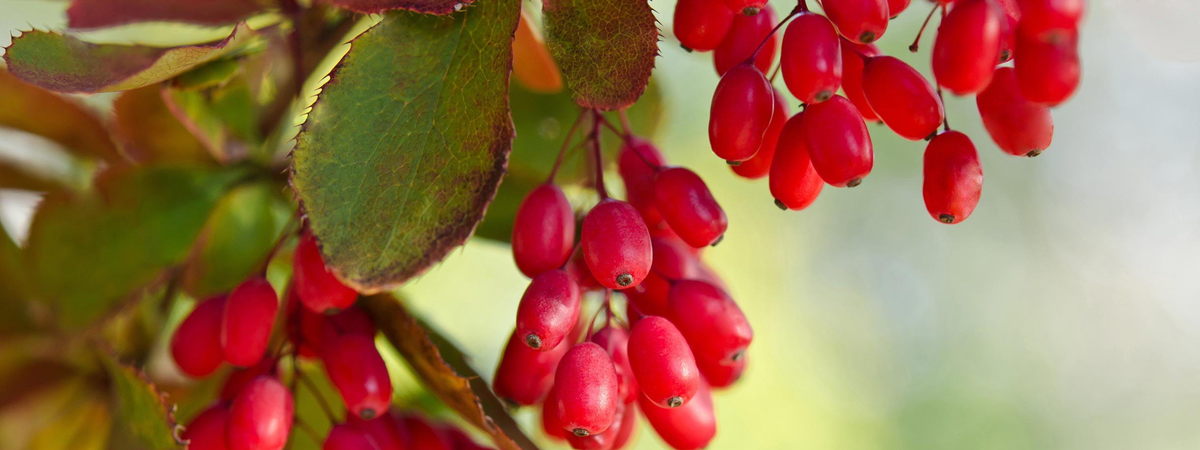 Berberine Berries