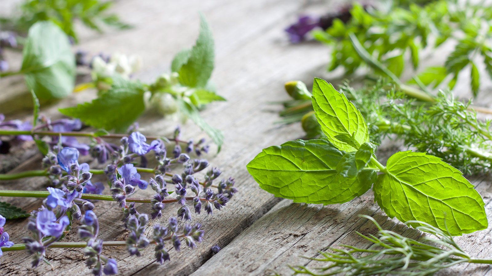 lavender flowers and mint leaves layed out on a counter top