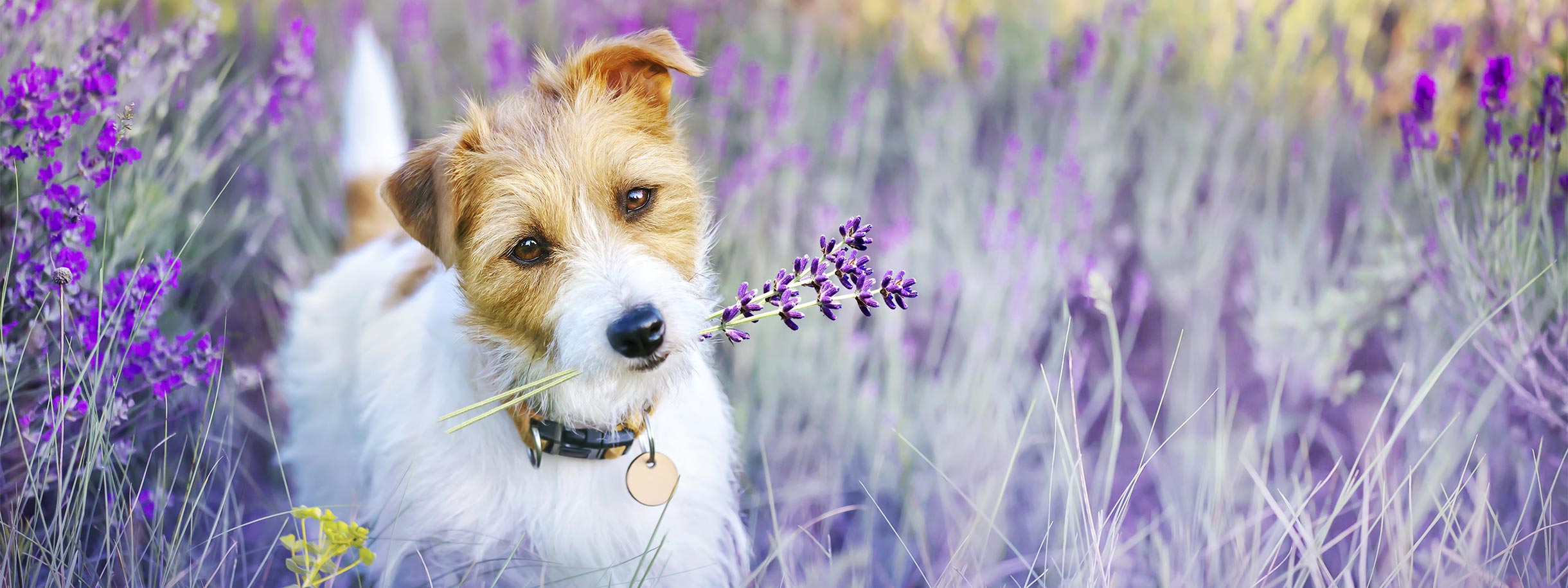 little brown and white dog in a field of Lavender plants. 