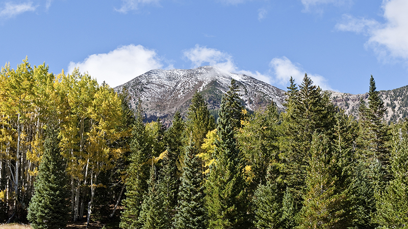 A mountainous landscape featuring a variety of evergreens and other tall trees