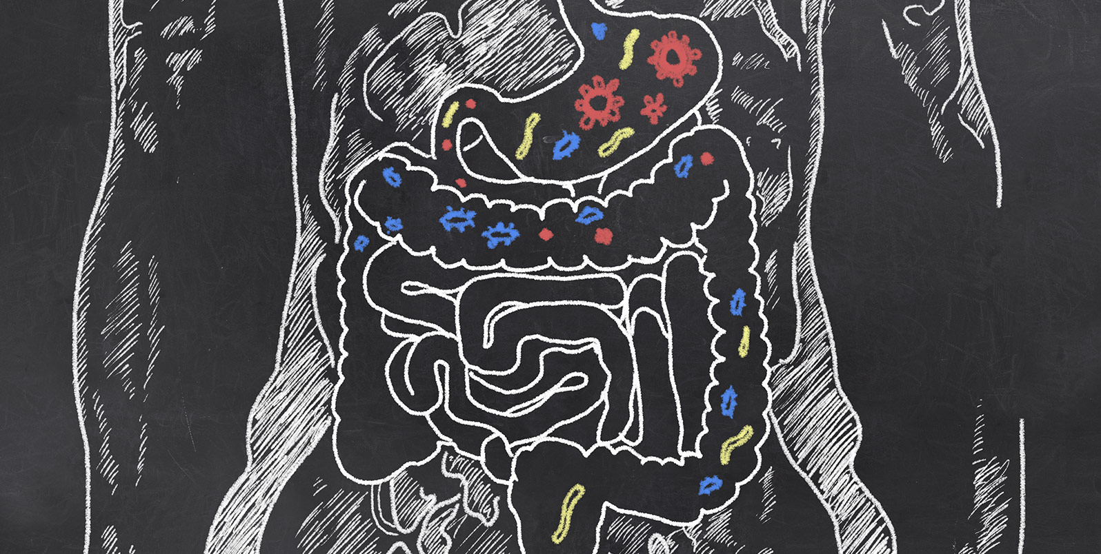 digestive illustration inline