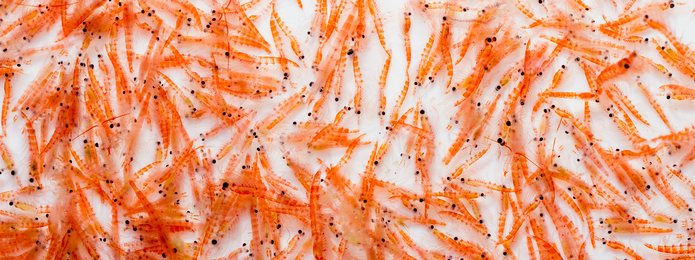 Neptune Krill Oil Information & Products NOW Foods®