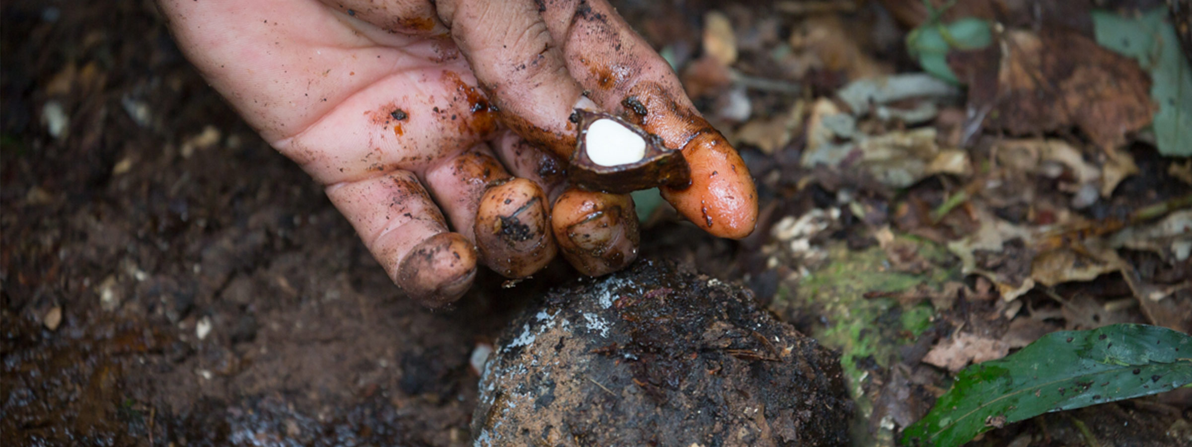 How Our Brazil Nuts Are Harvested