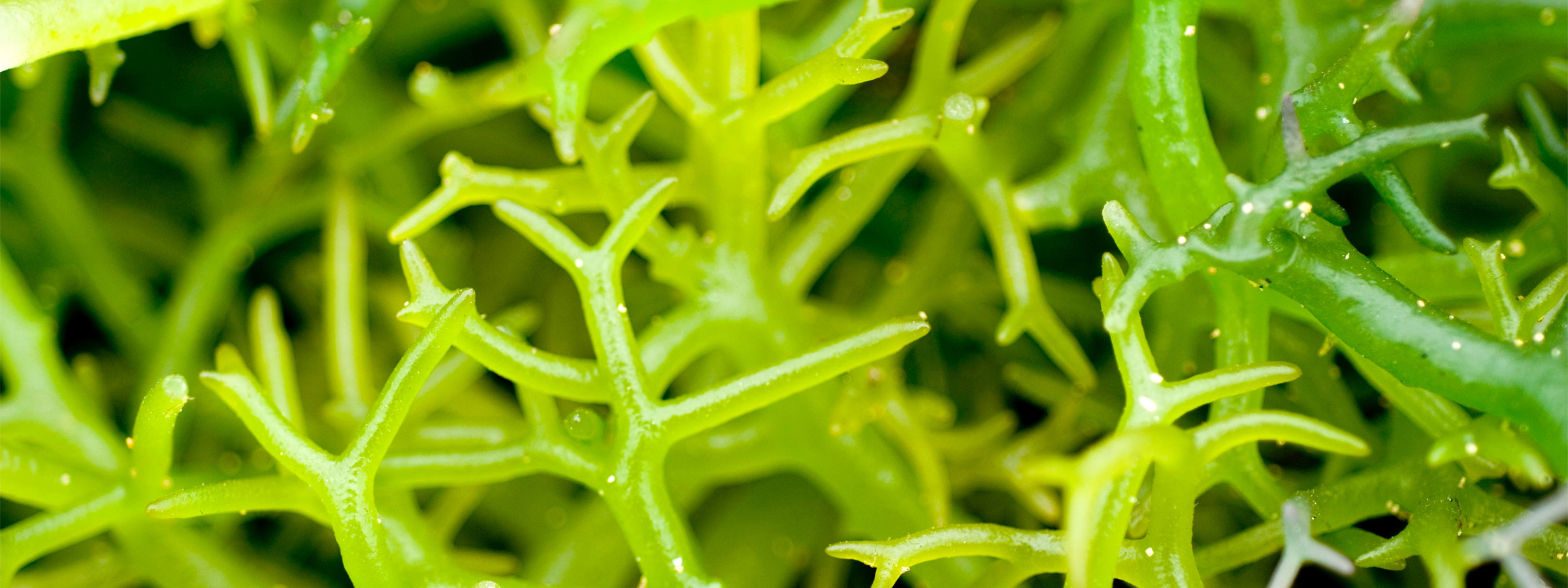Sea Vegetable (Seaweed) and Algae FAQs