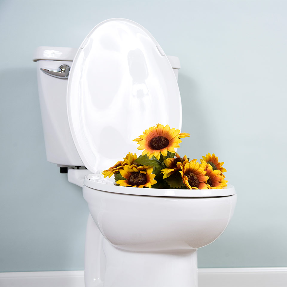 Plants sitting within a toilet