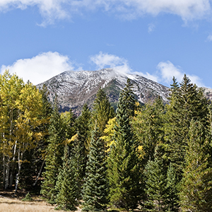 A mountainous landscape featuring a variety of evergreens and other tall trees