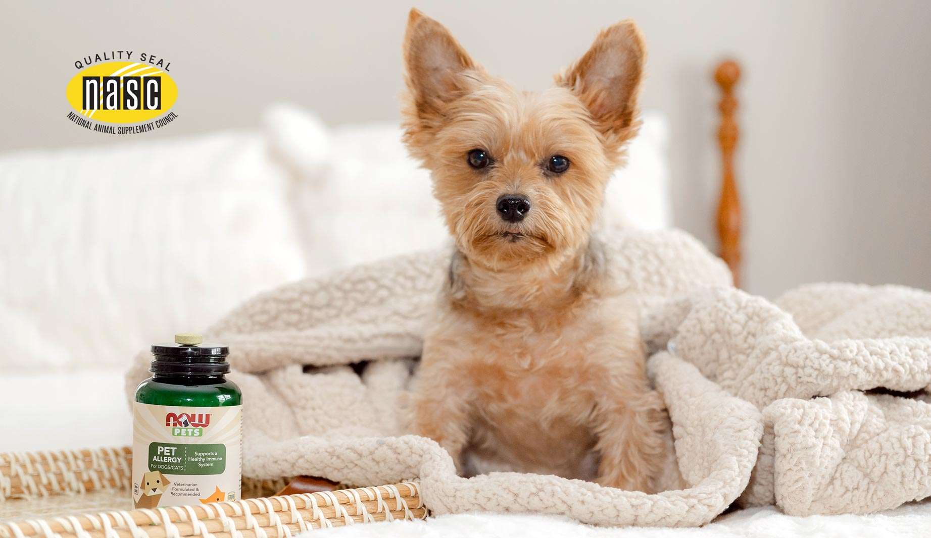 little light brown dog sitting on a bed in blankets with a bottle of NOW Pets Pet Allergy on a tray next to them. NASC Logo Quality Seal National Animal Supplement Council 