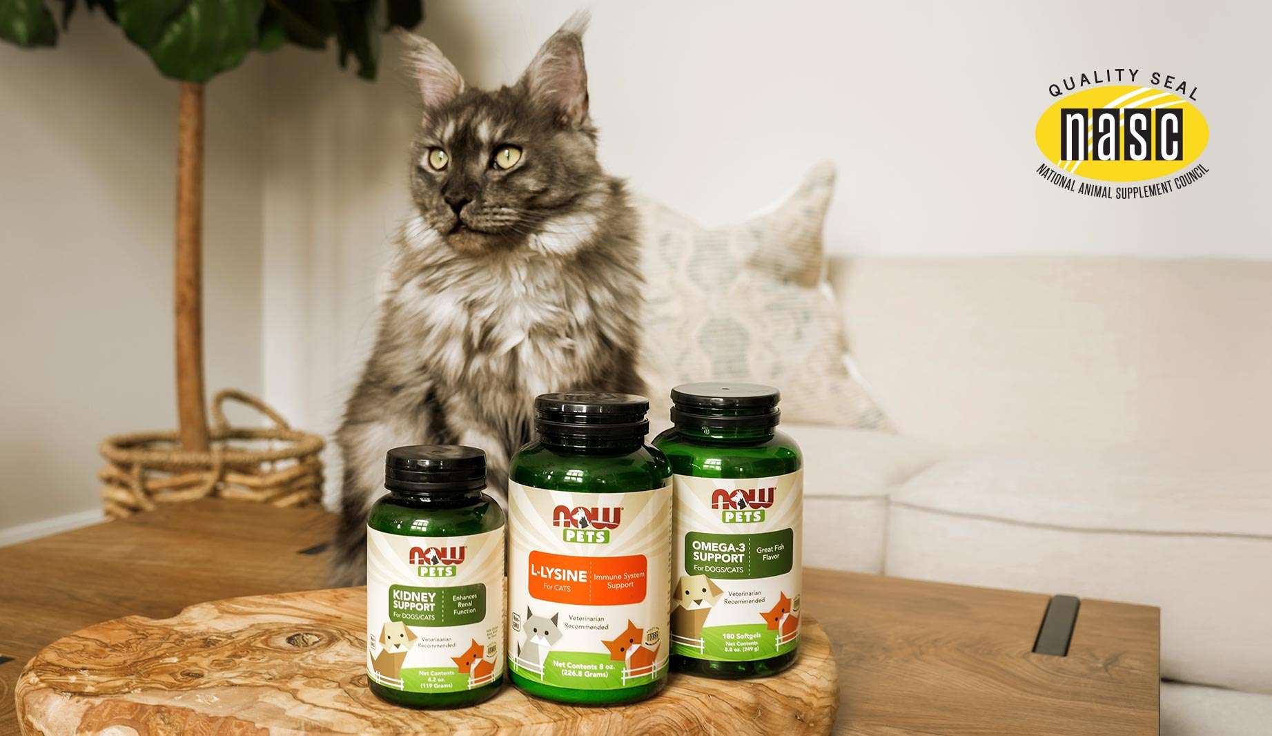 NOW Pets Kidney Support, L-Lysine, Omega-3 Support with grey and white cat