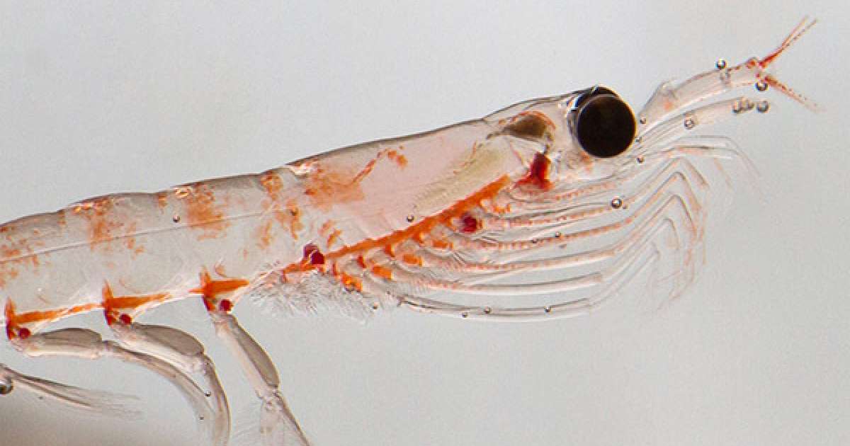 Krill Oil Learn More About Sustainability NOW Foods