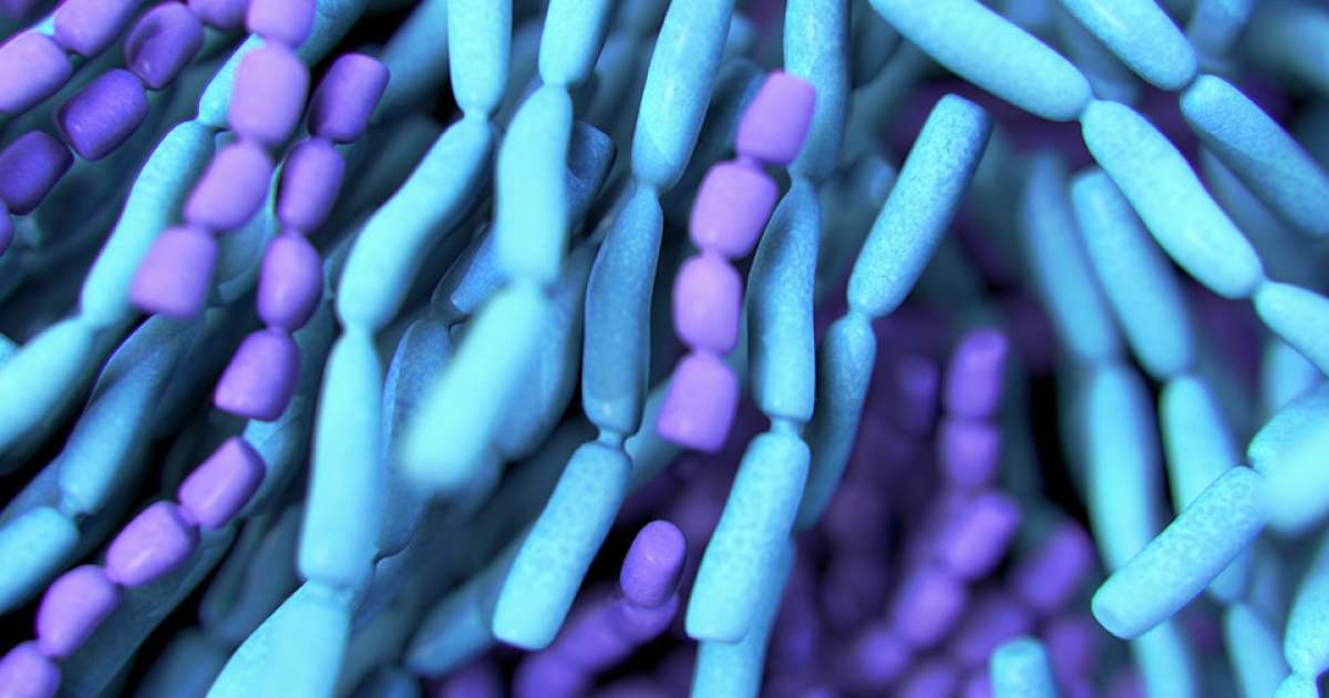 Probiotics Probiotic Shelf Life NOW Foods