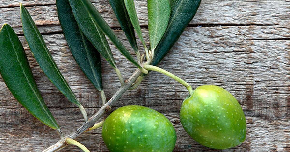 Olive Oil Benefits Learn More Here NOW Solutions
