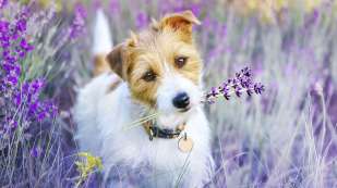 little brown and white dog in a field of Lavender plants. 