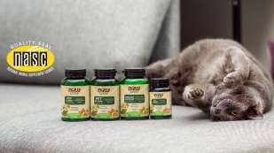 Grey Cat on a Grey Couch next to bottles of NOW Pets Pet Allergy, Pet Relaxant, Urinary Support and GI Support