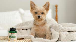 little tan dog sitting on a bed next to a bottle of NOW Pets Allergy Supplement