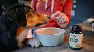 brown, white and black dog getting a NOW Pets UC-II Advanced Joint Mobility tablet