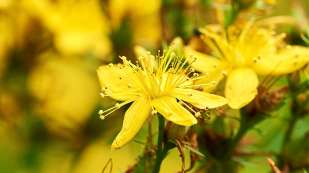 Yellow St. John's Wort flowers