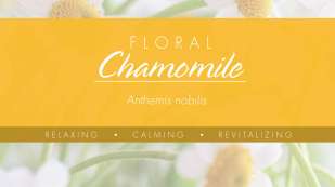 floral infographic chamomile thumbnail