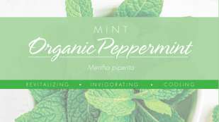 mint peppermint infographic thumb