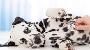 A dalmatian puppy laying down with their belly up has a person offscreen holding a stethoscope to it