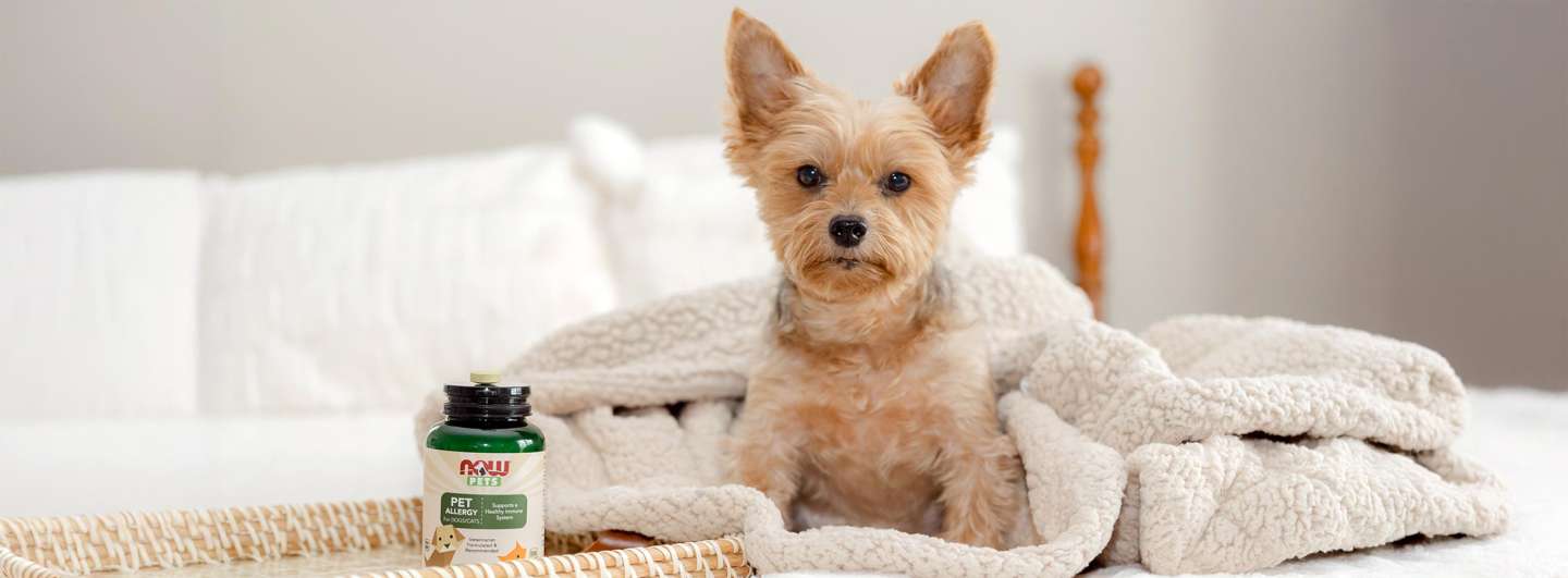 little tan dog sitting on a bed next to a bottle of NOW Pets Allergy Supplement