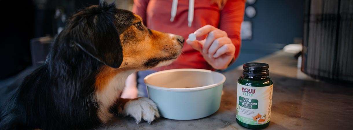 brown, white and black dog getting a NOW Pets UC-II Advanced Joint Mobility tablet