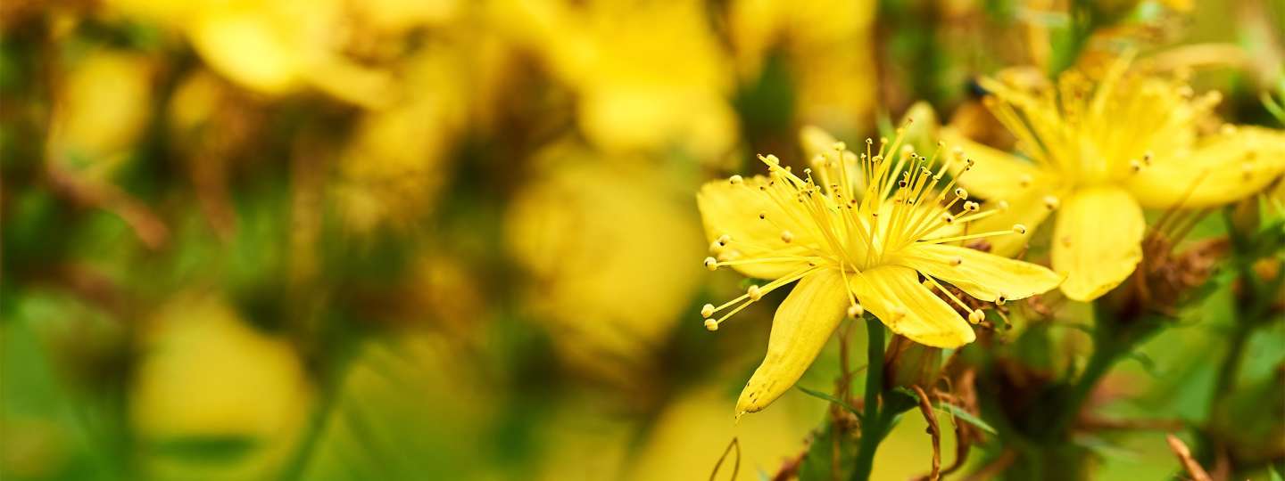 Yellow St. John's Wort flowers