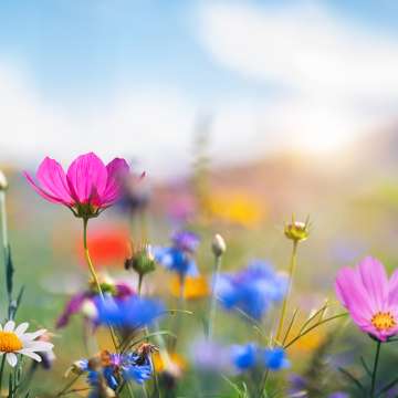 spring flowers, pink, blue, yellow and purple 