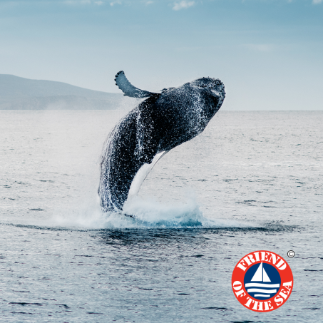 humpback whale breaching the water. Friend of the Sea Logo