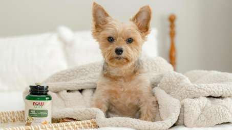 little tan dog sitting on a bed next to a bottle of NOW Pets Allergy Supplement