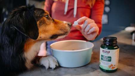 brown, white and black dog getting a NOW Pets UC-II Advanced Joint Mobility tablet