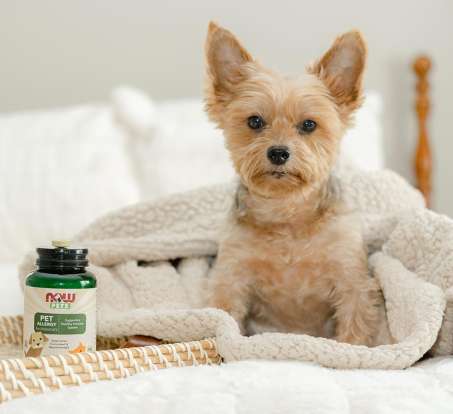 little tan dog sitting on a bed next to a bottle of NOW Pets Allergy Supplement