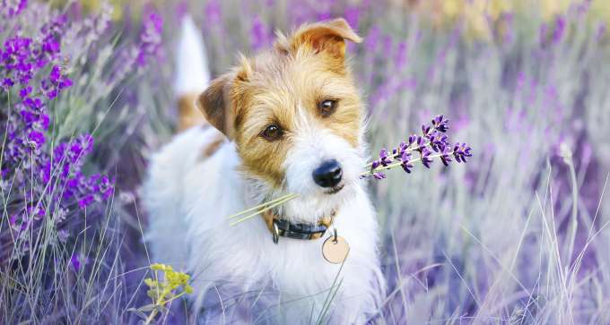 little brown and white dog in a field of Lavender plants. 