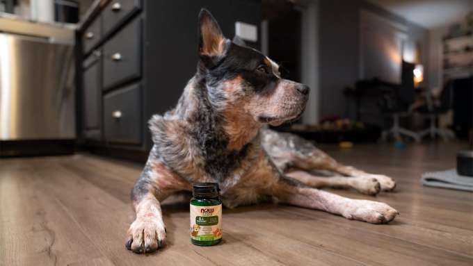 black and white dog on the floor with a bottle of NOW Pets G.I. Support