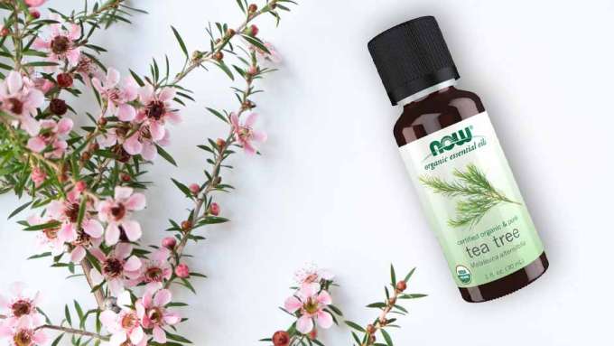 tea tree plant to the left with a bottle of NOW Organic Tea Tree Oil Essential Oils to the right
