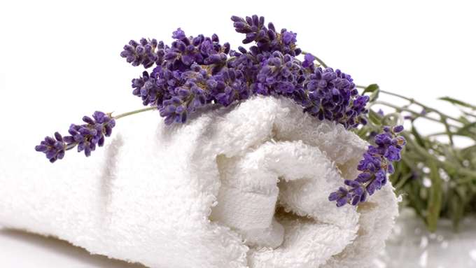 Several purple lavender flowers resting on a soft, white towel.