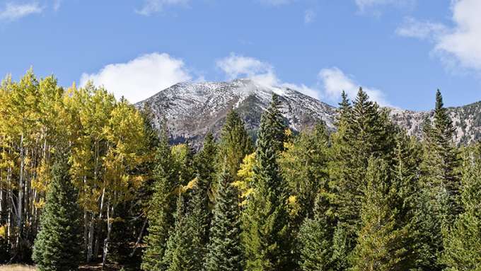 A mountainous landscape featuring a variety of evergreens and other tall trees