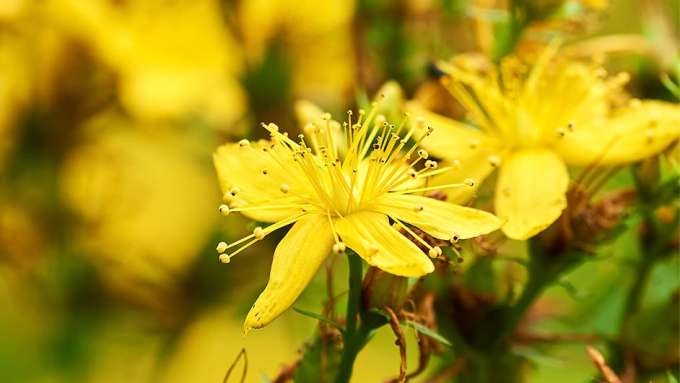 Yellow St. John's Wort flowers