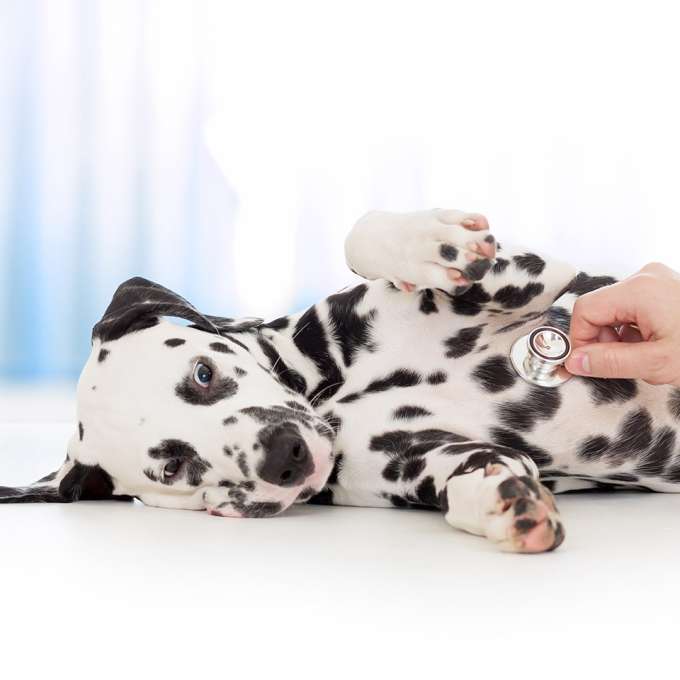 A dalmatian puppy laying down with their belly up has a person offscreen holding a stethoscope to it