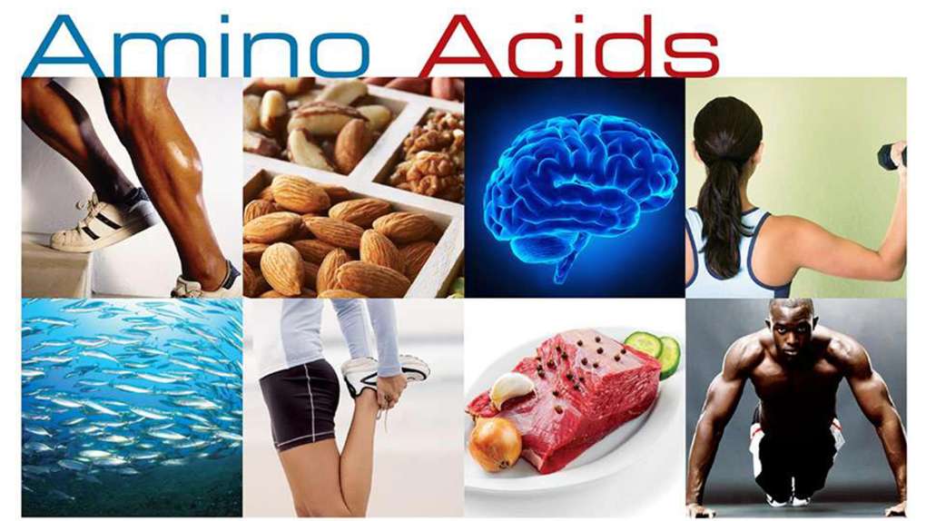Amino Acids Brochure Cover